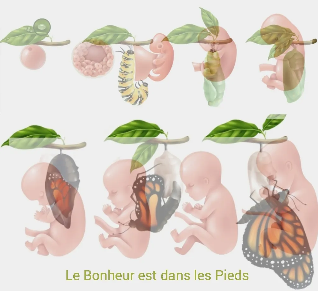 Massage métamorphique à Genève, illustration de la vie intra-utérine et de la chenille devenant papillon
